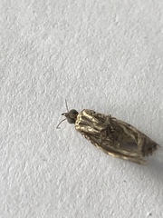 Geometridae