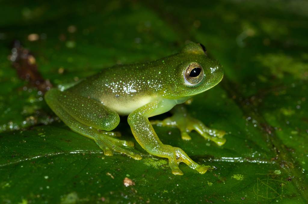 Cuzco Cochran Frog