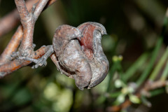 Hakea epiglottis