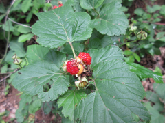 Rubus crataegifolius