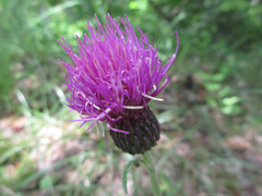 Cirsium japonicum
