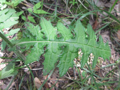 Cirsium japonicum