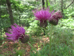 Cirsium japonicum