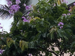 Lagerstroemia speciosa