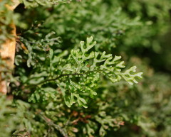 Hymenophyllum australe
