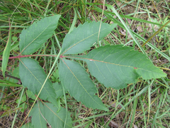 Rhus javanica