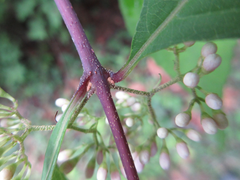 Callicarpa dichotoma