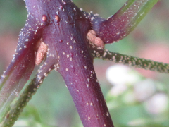 Callicarpa dichotoma