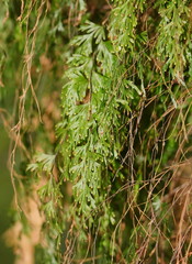 Hymenophyllum cupressiforme