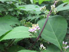Callicarpa dichotoma