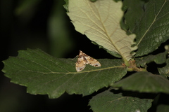 Azochis rufidiscalis