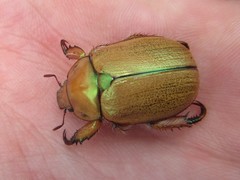 Anoplognathus suturalis