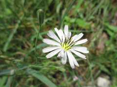 Ixeris strigosa
