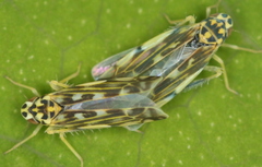 Eupteryx urticae