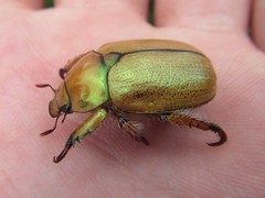 Anoplognathus suturalis