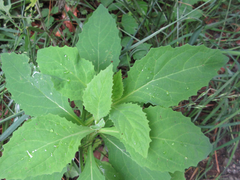 Lactuca raddeana
