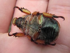 Anoplognathus suturalis