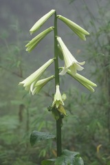 Cardiocrinum giganteum