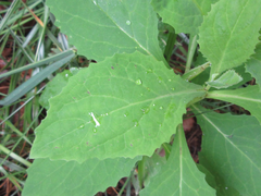 Lactuca raddeana