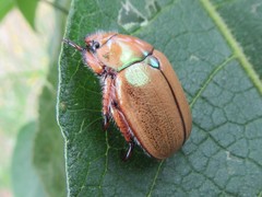 Anoplognathus suturalis