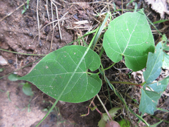 Cynanchum wilfordii