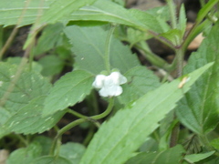 Leucas decemdentata