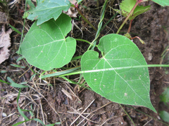 Cynanchum wilfordii