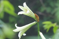 Cardiocrinum giganteum