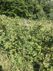 Cirsium arvense