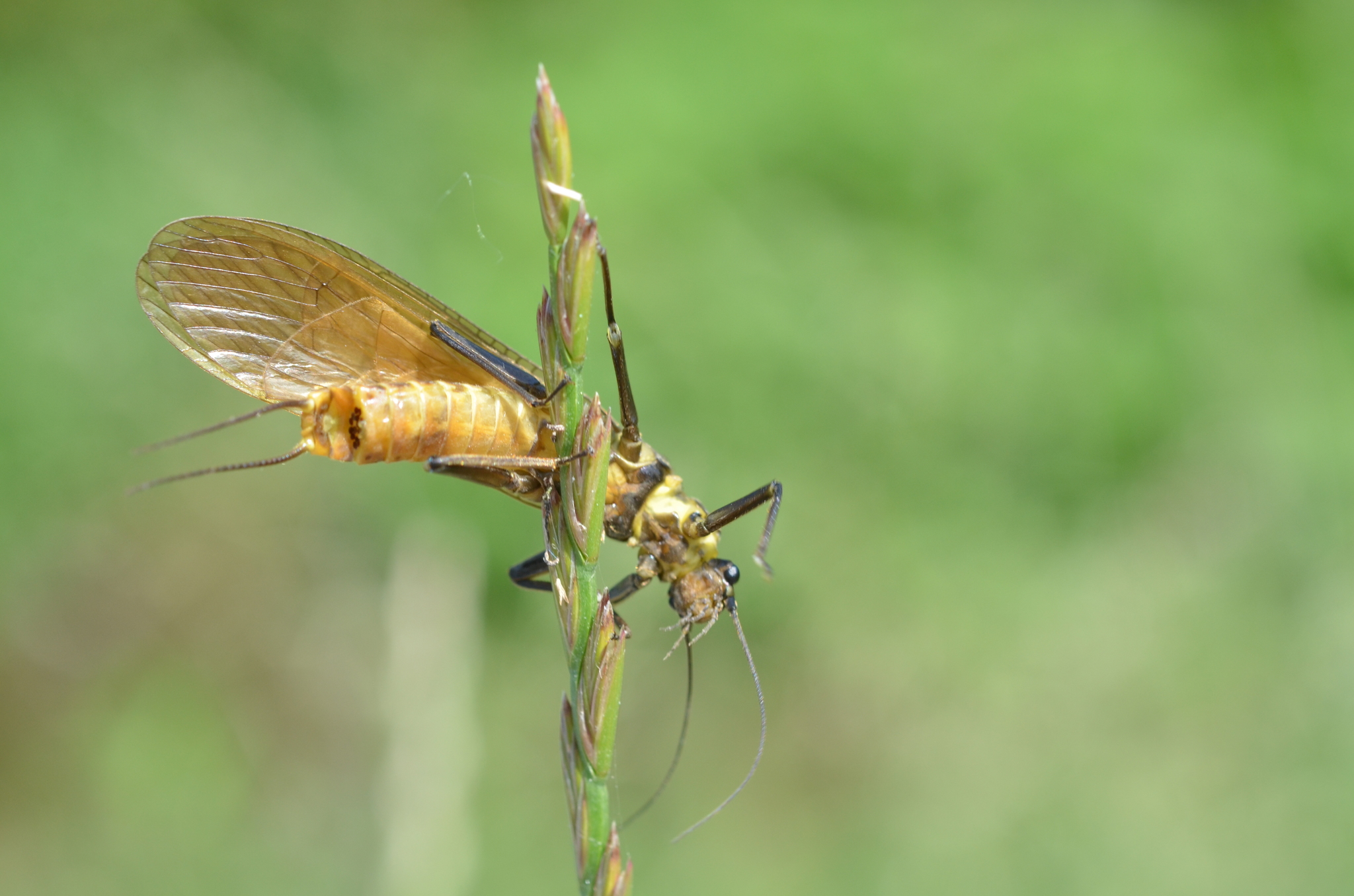 Perla marginata  iNaturalist