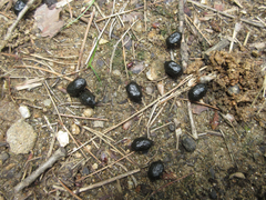 Hydropotes inermis argyropus