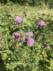 Cirsium arvense