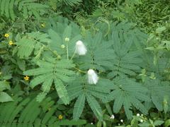 Zapoteca portoricensis