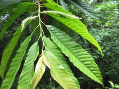 Castanea crenata
