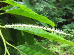 Castanea crenata