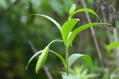 Lilium nepalense