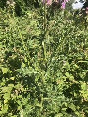 Cirsium arvense