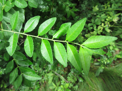 Zanthoxylum schinifolium