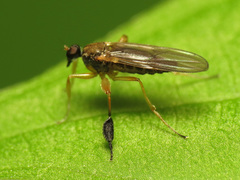 Platypalpus discifer