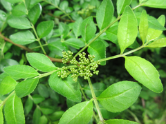 Zanthoxylum schinifolium