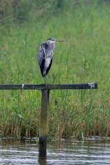 Ardea cinerea