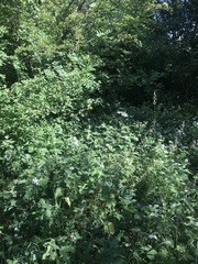 Rubus