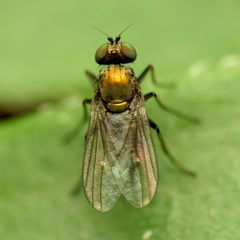 Diaphorinae