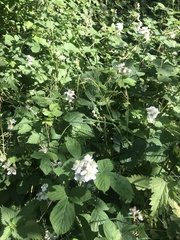 Rubus