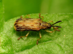Sumitrosis inaequalis