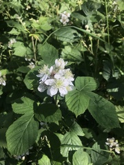 Rubus
