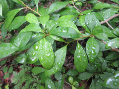Lindera erythrocarpa