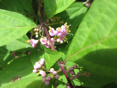 Callicarpa dichotoma