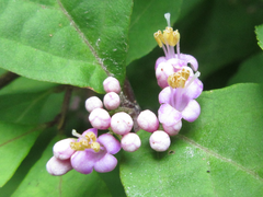 Callicarpa dichotoma