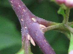 Callicarpa dichotoma